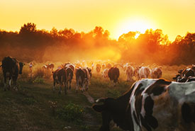 livestock