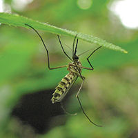 malaria leaf