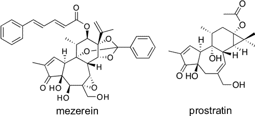 mezerein prostratin formulae