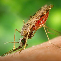 mosquito