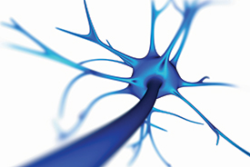Nerve Cell