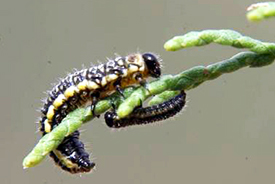 northern tamarisk beetle larvae