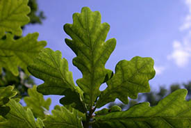 oak tree
