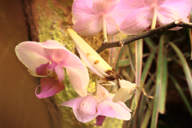 Orchid Mantis