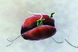 Protein synthesis