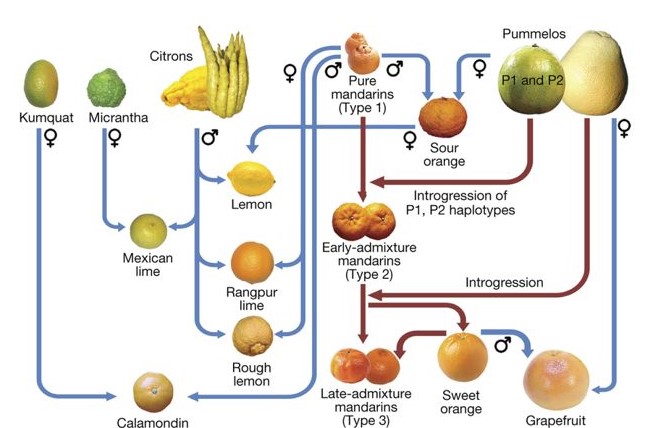 Genealogy of major citrus genotypes