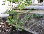Clianthus
