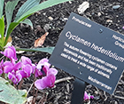 Cyclamen Hederifolium