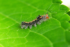 caterpillar