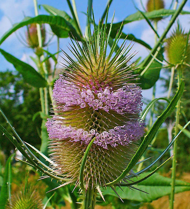 Dipsacus fullonum