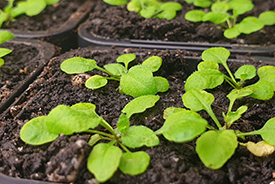 arabidopsis