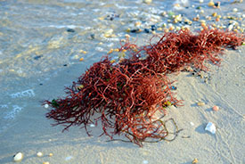 red alga