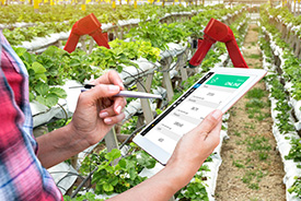 robots harvesting crops