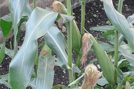 Sweetcorn_SCIence Garden