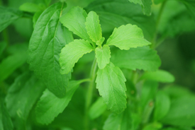 Stevia rebaudiana extract is used as an artificial sweetener.