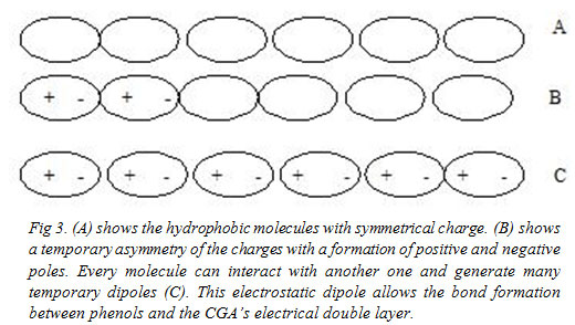 Fig 3. (A) shows the hydrophobic molecules with symmetrical charge. (B) shows a temporary asymmetry of the charges with a formation of positive and negative poles. Every molecule can interact with another one and generate many temporary dipoles (C). This electrostatic dipole allows the bond formation between phenols and the CGA’s electrical double layer.