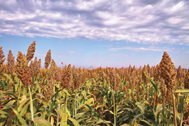 Sorghum