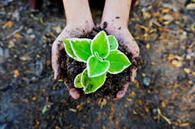plant in soil