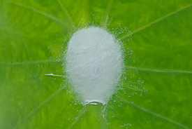 Spider silk, the inspiration behind the latest 'click-chemistry' development.