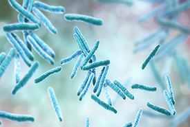 TB bacteria