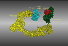 Unlocking the Ubiquitin-Proteasome Pathway