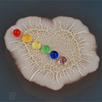 Water droplets sitting on a water-repellent bacterial biofilm