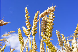 wheat
