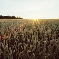 wheatfield