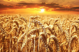 Rothamsted Research believes its GM wheat will produce higher yields.