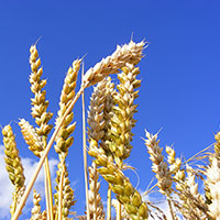 wheat