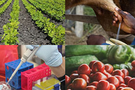 YR in Agri-Food 2017: Improving Nutrition by Design - New Developments from Plants to Packaging 28 June 2017