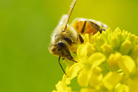 Bee