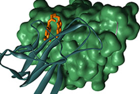 Protein Protein Interactions