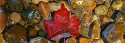 maple leaf