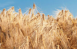 wheat