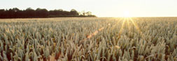 wheat