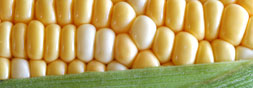 corn