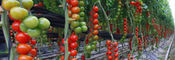 tomatoes
