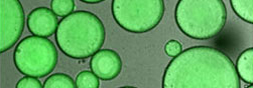 petri dish
