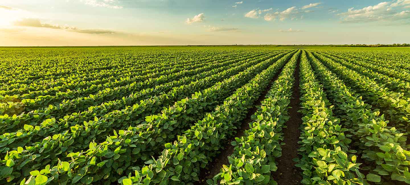 /-/media/images/cni/default-hero-images/cropsagriculturefood.ashx?h=650&w=1440&hash=CE531ACF06131AA89F0554B28F15A5598B62F667