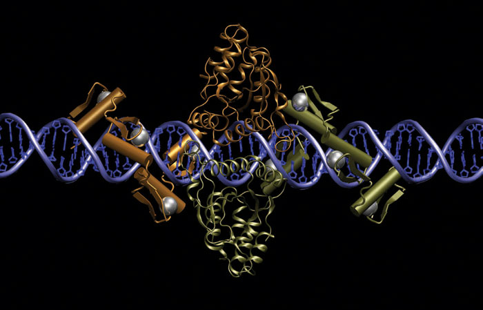 Pair of Zinc Finger Nucleases