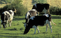 Cows small