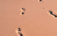 sand prints