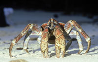 crab
