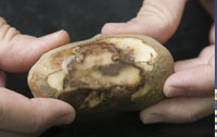 mouldy potato