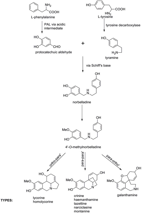 fig 2 proposed galanthamine biosynth pathway