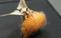 silk moth