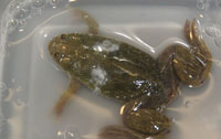froggy secretions