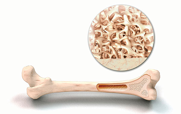 long bone structure