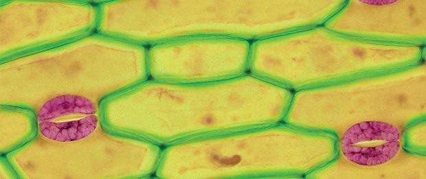Light mitograph of stomata on the surface of a plant 